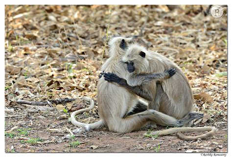 Rathika Ramasamys Wildlife Photography Wildlife Moments Langur