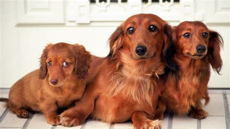 Free Download Desktop Weiner Dog Wallpapers 79 Images In Collection