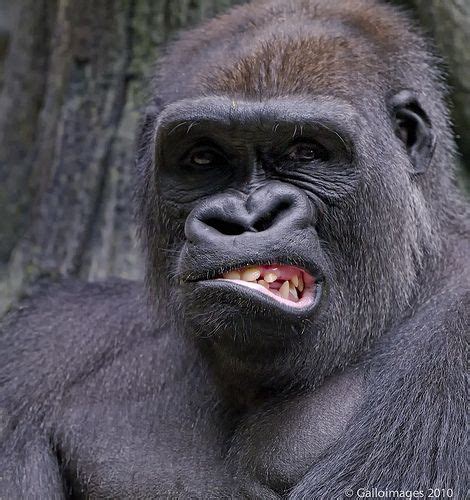 A Gorilla Snarl Animals Funny Animals Funny Animal Pictures