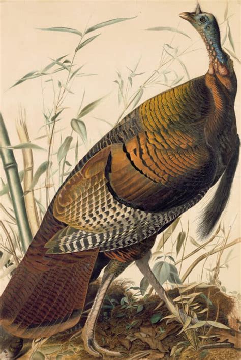 Audubons Watercolors Pl 1 Wild Turkey Audubons Watercolors The