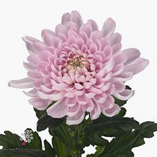 Chrysant Sgl Aljonka 70cm Wholesale Dutch Flowers Florist Supplies