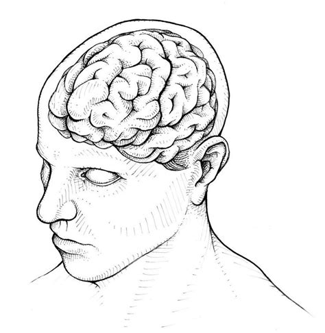 Brain Human Head Line Drawing Brain Drawing Line Drawing Drawings