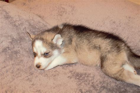 Stop by petland to find your dream puppy today! Siberian Husky Puppies For Sale | Ocala, FL #126482