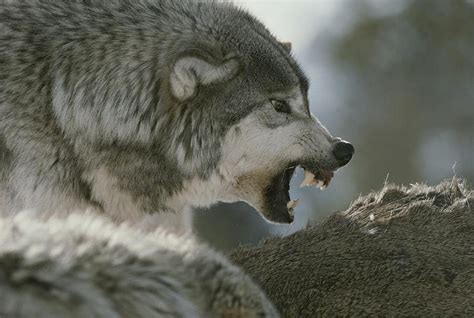 White Wolf Amazing Video Shows Ritual Dominance Behavior Among Wolves