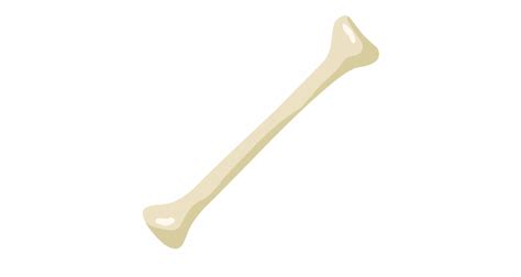 Oleh karena itu setiap manusia wajib berterima kasih, berbhakti dan selalu sujud kepada tuhan yang maha esa. Biologi - Rangka Manusia - Pahamify | Belajar Jadi Seru!