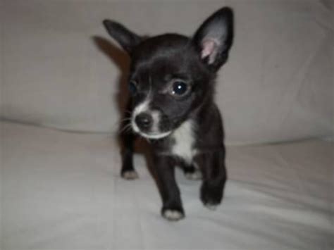 79 Pictures Of Cute Black Chihuahuas L2sanpiero