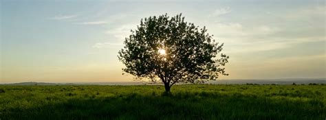 Baum Natur Sonnenuntergang Kostenloses Foto Auf Pixabay Pixabay