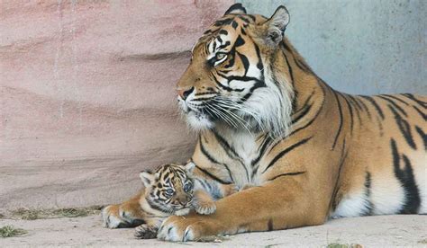 Rare Sumatran Tiger Cub Born In Fota Wildlife Park