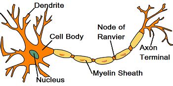 The central nervous system (cns) and the peripheral nervous system (pns). Animal Cell - Structure, Function and Types of Animal Cell