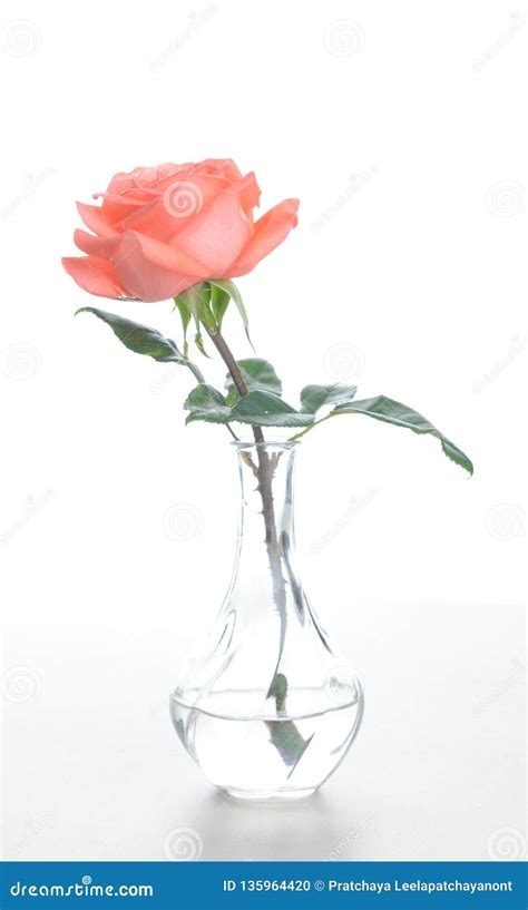 Single Beautiful Fresh Pink Rose In Glass Vase Isolated On White
