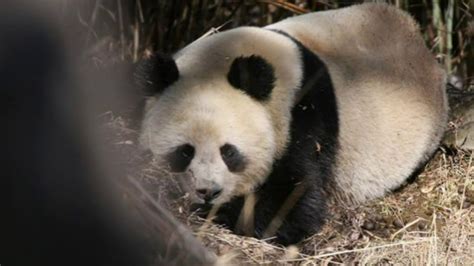 Rare Footage Captures Pandas Growling And Barking As They Crash Through