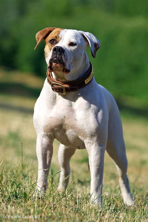 They look more like an american pit bull terrier, just larger and with longer, more athletic legs. American Bulldog. the Johnson type but not too bully ...