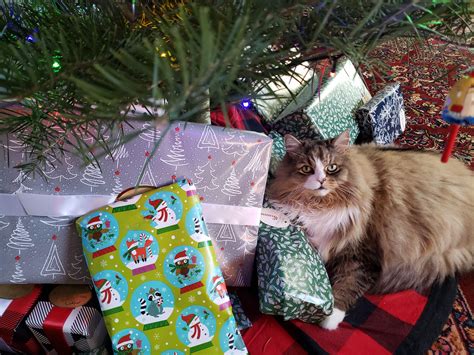 Major pet company promises to make 'holiday wishes come true' - the