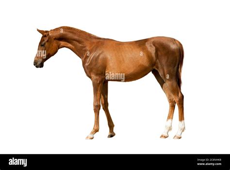 Young Chestnut Horse Standing Isolated Over A White Background Stock