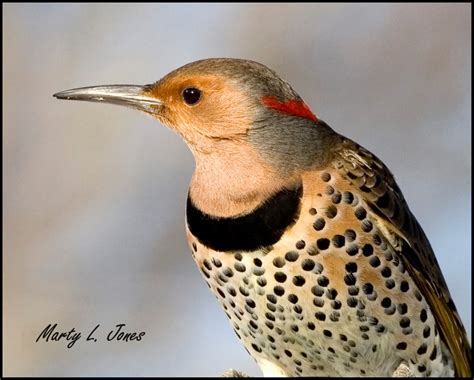 Woodpeckers All Seven Species Expected In Indiana Have Been