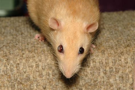 Critical Physical Rat Injuries Understanding Pet Fancy Rats