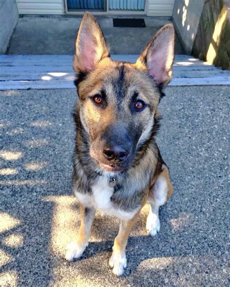Belgian Malinois Husky Mix Belusky Info Pictures And Facts