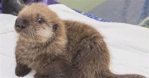 Sea Otter Pup Rescued In California Finds New Home Cbs News