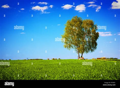 Green Field Landscape With A Single Tree Stock Photo Alamy