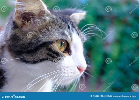 Cat Looks At The Camera Stock Photo Image Of Text Light 159261864