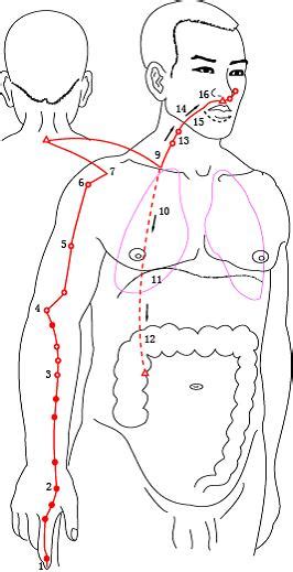 Lung and large intestine are paired yin & yang meridians. Yangming Large Intestine Meridian of Hand - TCM Wiki