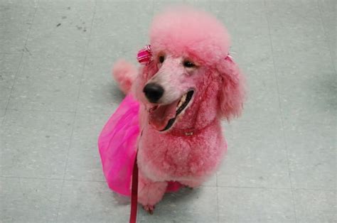 Pink Poodle Poodle Dog Pink Dog Dog Grooming