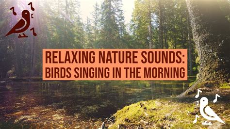 Relaxing Nature Sounds Birds Singing In The Morning Forest Youtube
