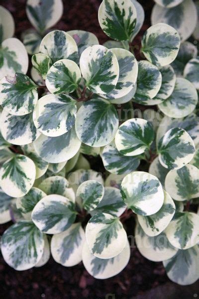 Green And White Leaved Plants Plants Fa