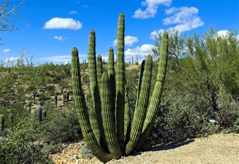 Top 10 Tourist Attractions In Tucson Arizona Things To