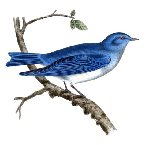 Mountain Bluebird Clipart Clipground