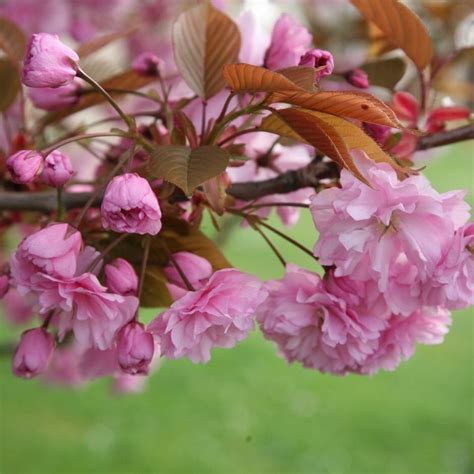 Buy Japanese Flowering Cherry Prunus Kanzan