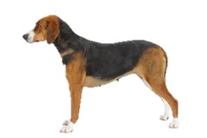De hamilton stövare ( of hamilton hound, zweedse foxhound ) behoort tot de rassengroep van de lopende honden. Hamiltonstövare - Worldly Dogs