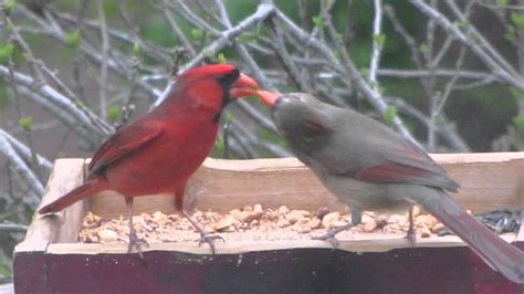 Cardinals Mate Feeding Youtube