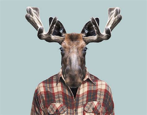 Western Moose Pet Portraits Animals Human Zoo
