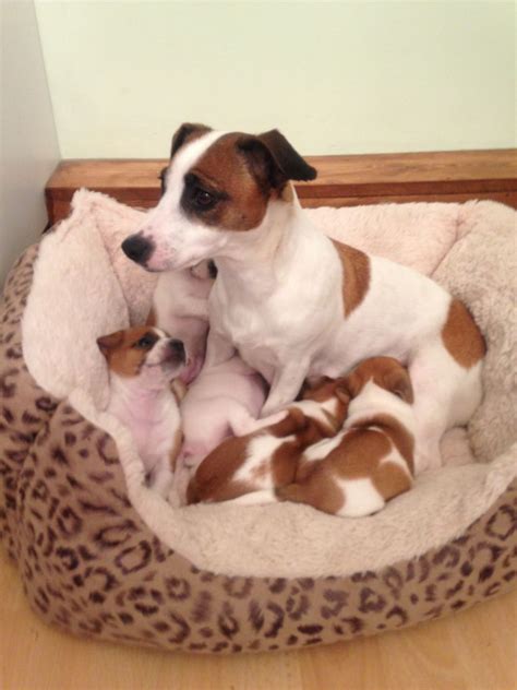 Jack Russell Puppies For Sale Pets Homes Jack Russell Terrier