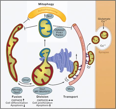 Roles Of Mitochondrial Dynamics Red Mitochondria With High Membrane