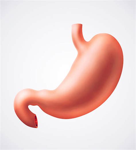 Human Stomach Internal Organ Stock Photos Pictures And Royalty Free