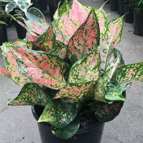 Amine, biodiesel, buns, can filling, celery, charcoal, co2, cyanide, coper, degumming, distillation, dust. Aglaonema Pink Plants for Sale (Chinese Evergreen) | Free ...