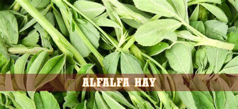 Alfalfa Hor Large Stampede Premium Forage Consistently Consistent