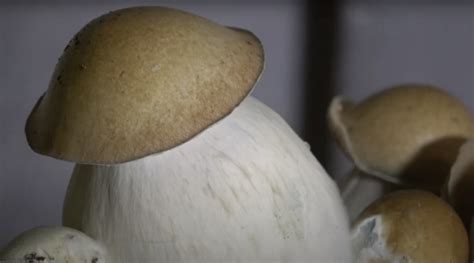 Penis Envy Mushrooms The Strongest Magic Mushroom With The Funniest Name