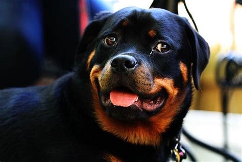 Rottweilers Or Rotties As Their Fans Affectionately Call Them Are