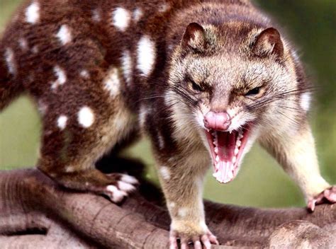 11 Best Australias Endangered Species Spotted Tailed Quoll Images On