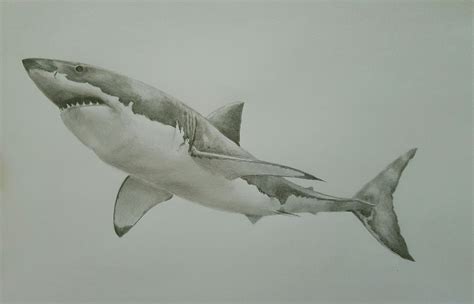 Shark Tattoos Tatoos Cool Easy Drawings Stippling Art Cool Fish