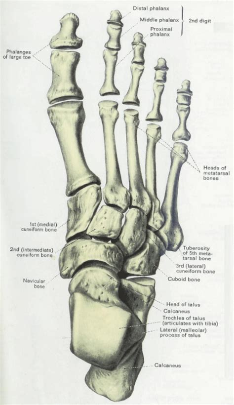 Human Foot Bones Diagram Anatomy And Physiology Illustration Driskulin
