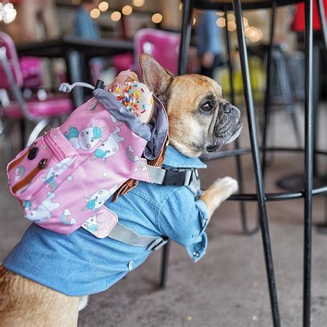 Read our curated reviews of the most popular available for the beloved frenchie. French bulldog with unicorn dog backpack harness and ...