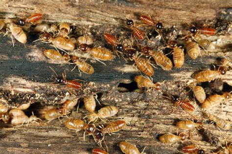 Termites aren't the complete disaster you're probably afraid they are. Termite Control, Plant City, FL | The Other Side Pest ...