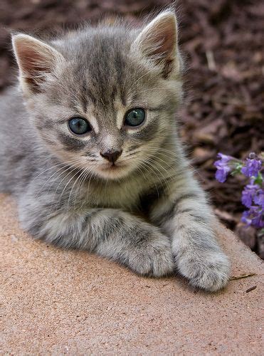 De 25 Bedste Idéer Inden For Gray Kitten På Pinterest Killinger