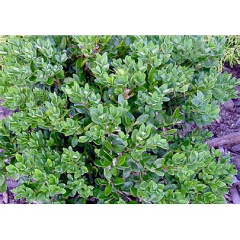 Buxus Microphylla Koreana Wintergreen