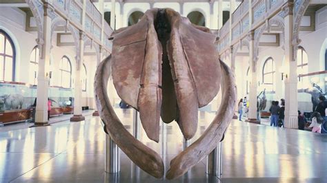Greta The Whale Whaling Museum Big Whale Greta Antonio Mora Artwork My Pictures Century