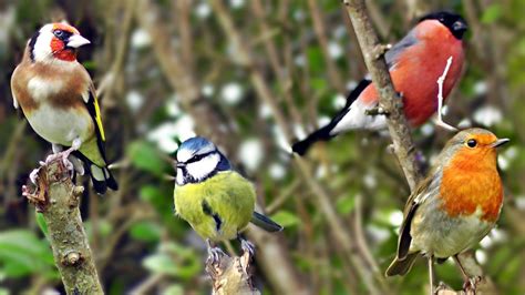 The Birds are Chirping in The Hedge - Goldfinch, Bullfinch, Robin